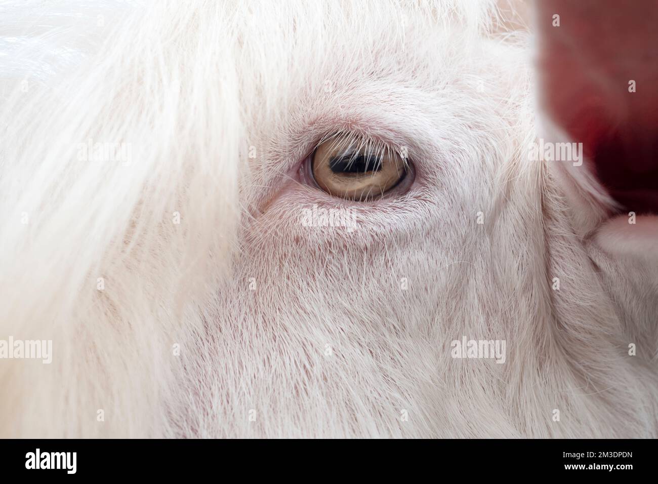 Saanen Goat Breeder Award en Asie du Sud-est. Banque D'Images
