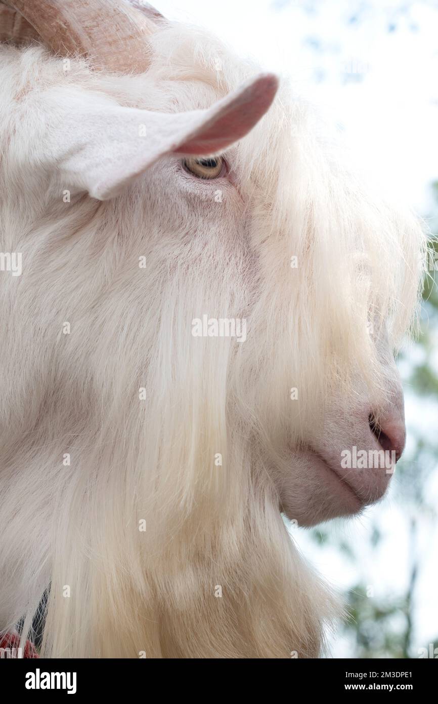 Saanen Goat Breeder Award en Asie du Sud-est. Banque D'Images