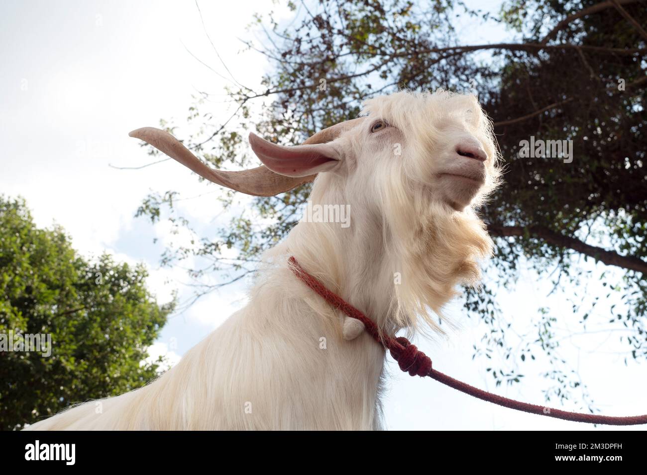 Saanen Goat Breeder Award en Asie du Sud-est. Banque D'Images
