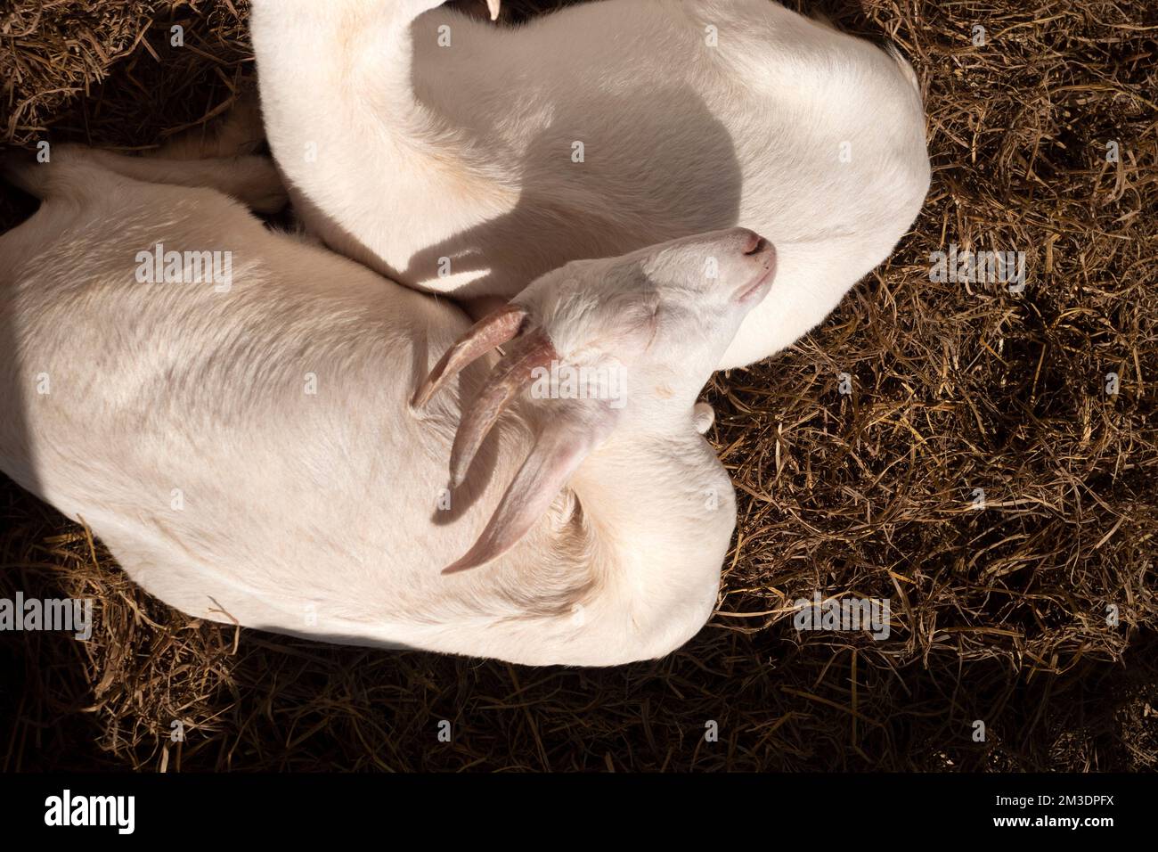 Saanen Goat Breeder Award en Asie du Sud-est. Banque D'Images