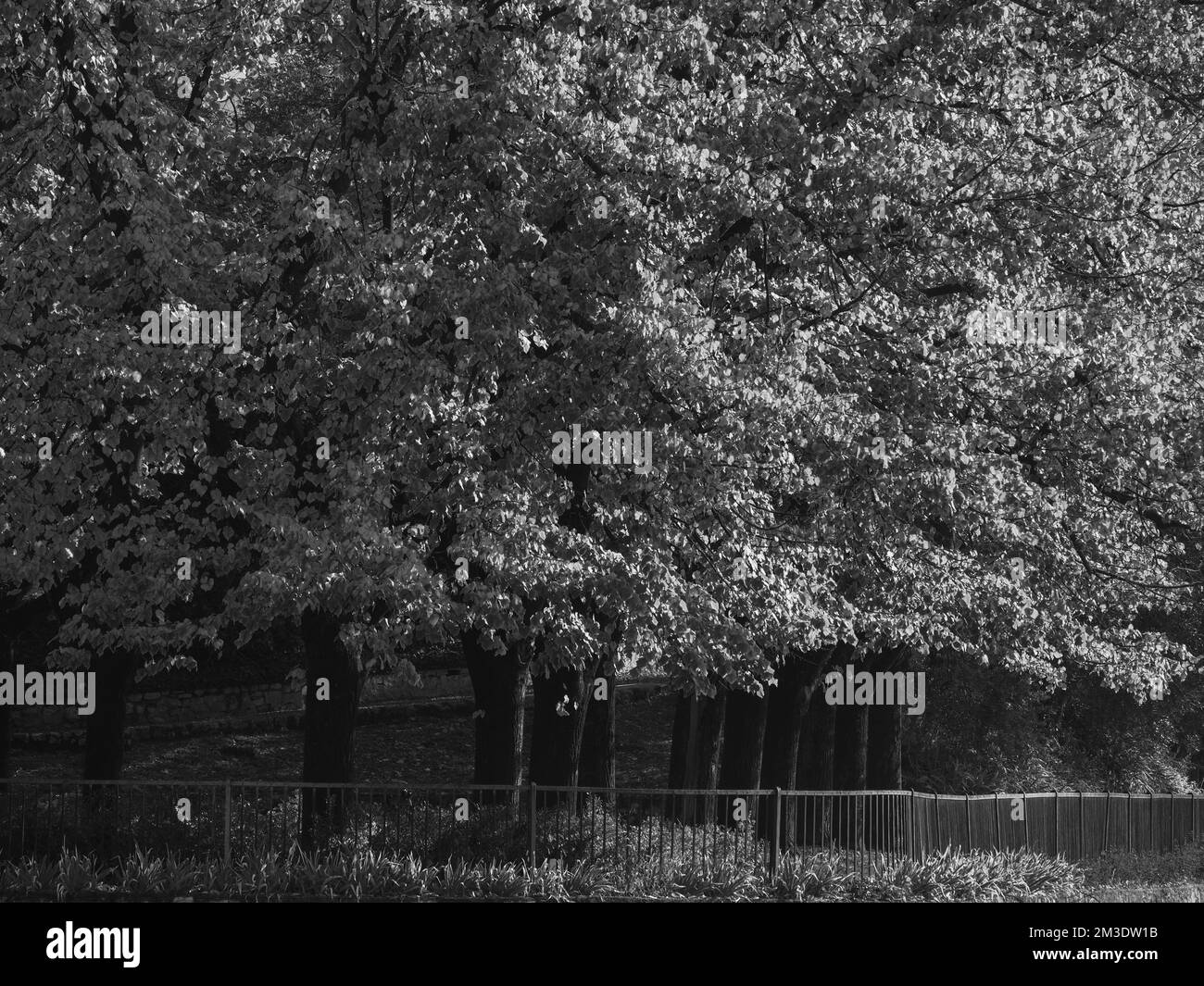 Arbres dans un parc en noir et blanc à l'automne à Brescia, Lombardie Italie Banque D'Images