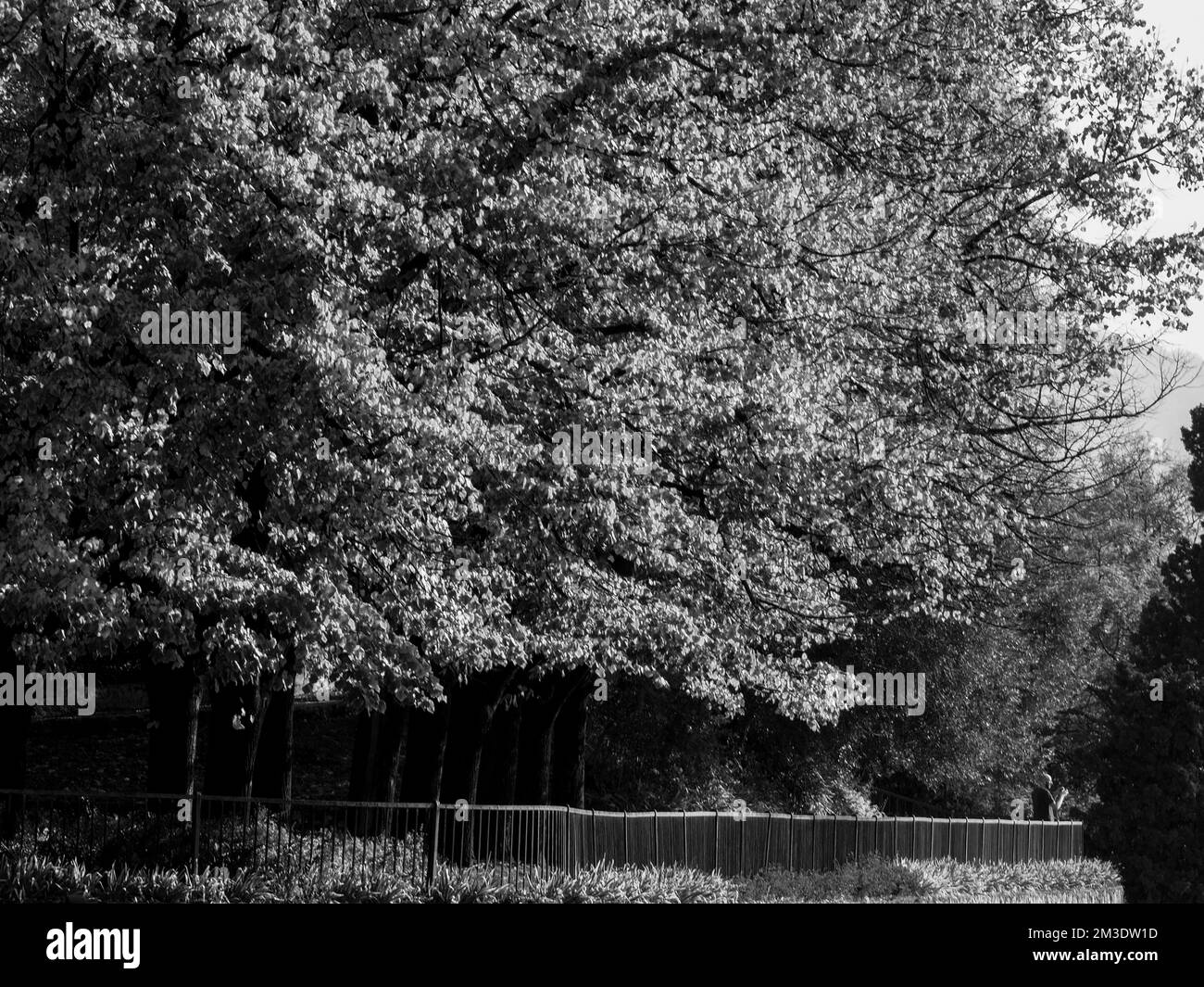 Arbres dans un parc en noir et blanc à l'automne à Brescia, Lombardie Italie Banque D'Images