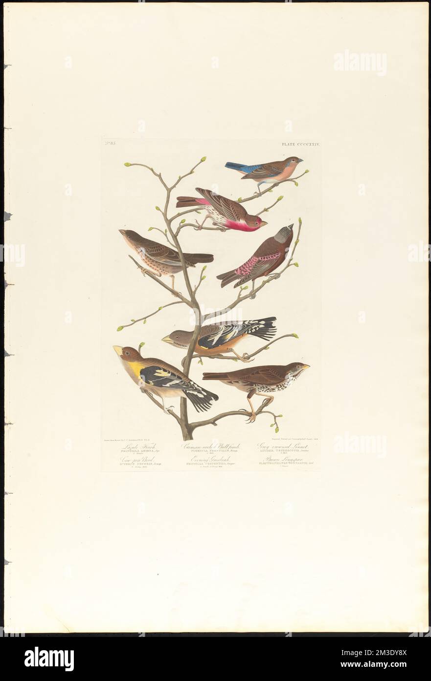 Le finch du lazuli. tête de bœuf à col cramoisi. linnet à couronne grise. Oiseau de plume de vache. Grosbeak du soir. longspur brun : Fringilla amœna. 1. Femme Pyrrhula frontalis Bonap. 2. Homme Linaria tephrodite, Swains. 3. Homme Ictère pecoris, Bonap. 4. Jeune homme. Fringilla vespertina, Cooper. 5. Femme 6. Jeune homme. Plectrophanes Townsendi, AUD. 7. Femme c.1 v.4 planche 424 , oiseaux, cowbird à tête brune, Bruant de renard, finch de maison, Passerina, Grosbeaks, Rosy Finches. The Birds of America- tiré des dessins originaux de John James Audubon Banque D'Images