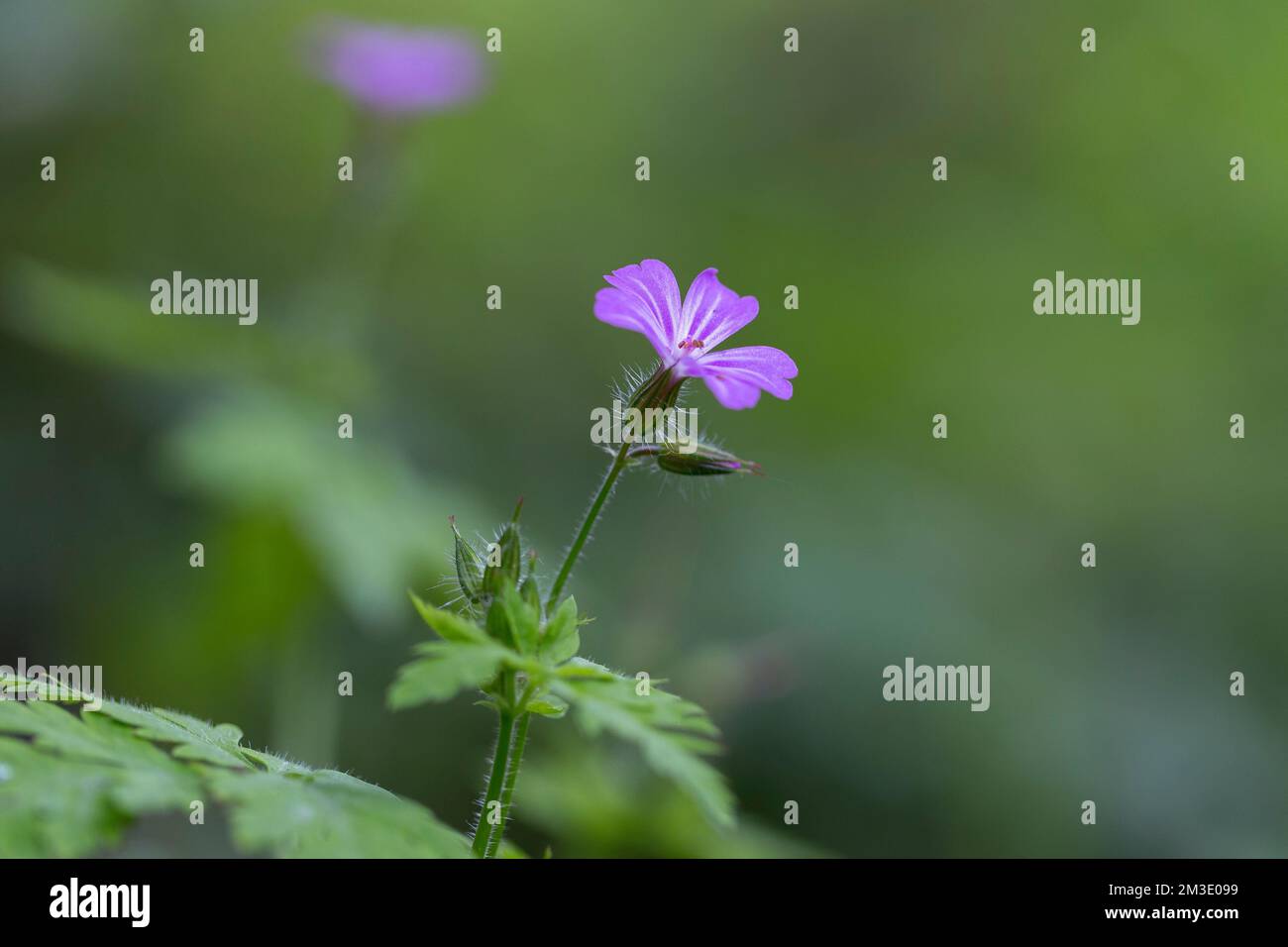 Herb-Robert (Geranium robertianum) macro dans l'environnement naturel. Banque D'Images