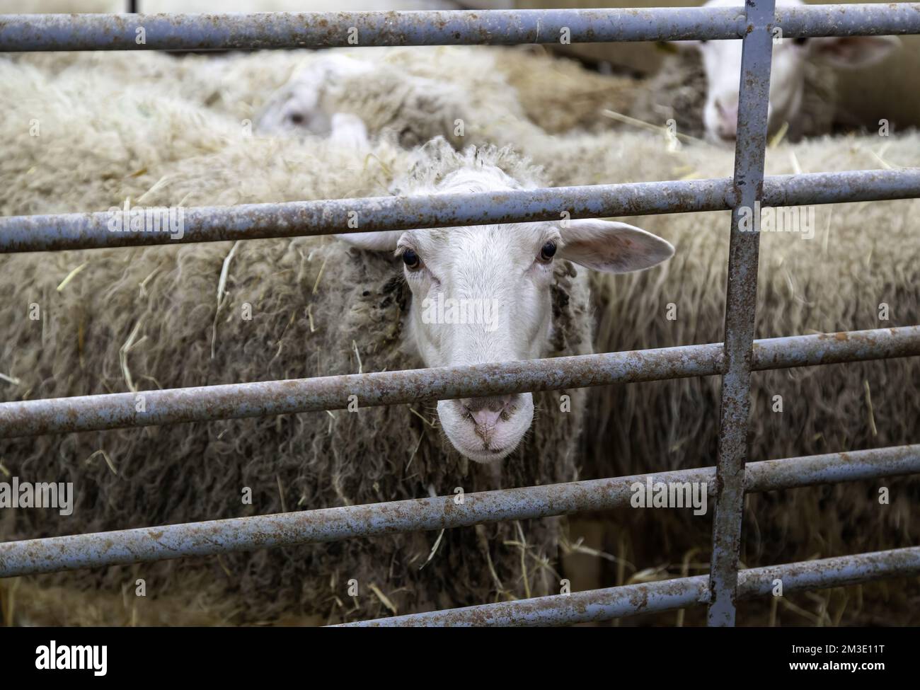 Détail d'animaux de mammifères dans une ferme animale, bien-être animal Banque D'Images