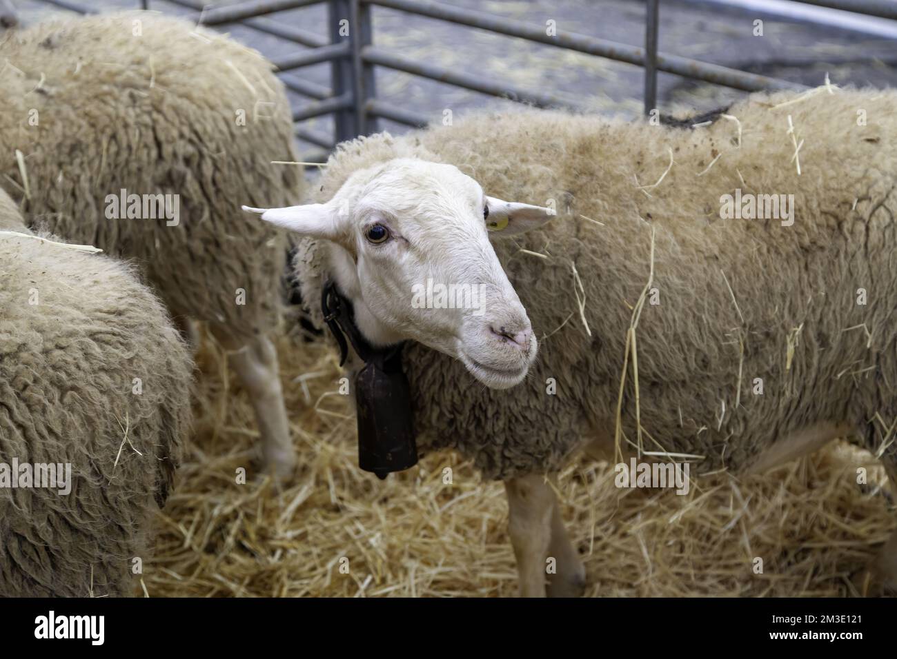 Détail d'animaux de mammifères dans une ferme animale, bien-être animal Banque D'Images