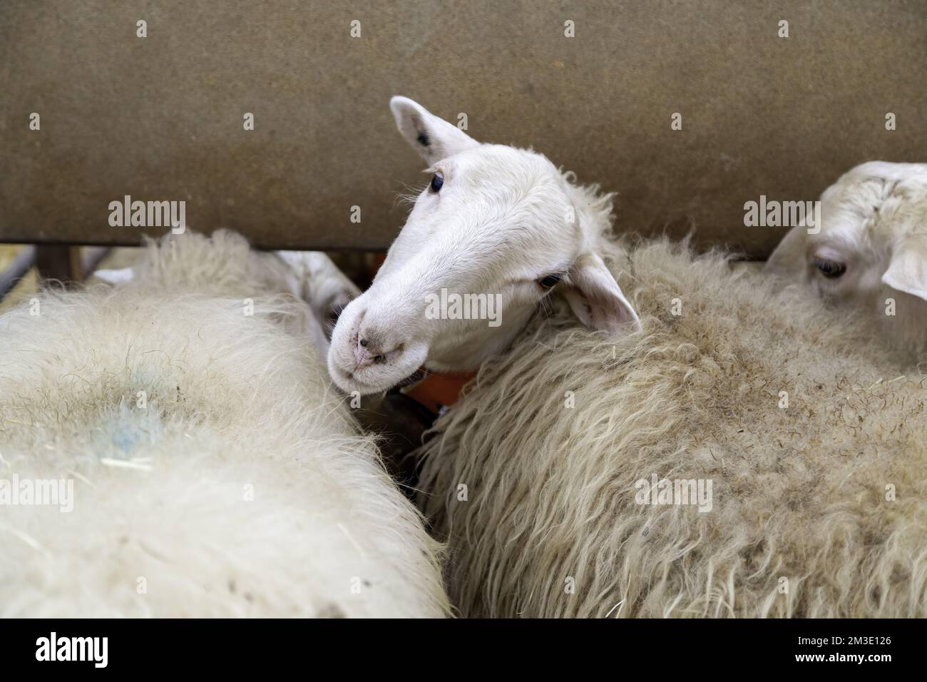 Détail d'animaux de mammifères dans une ferme animale, bien-être animal Banque D'Images