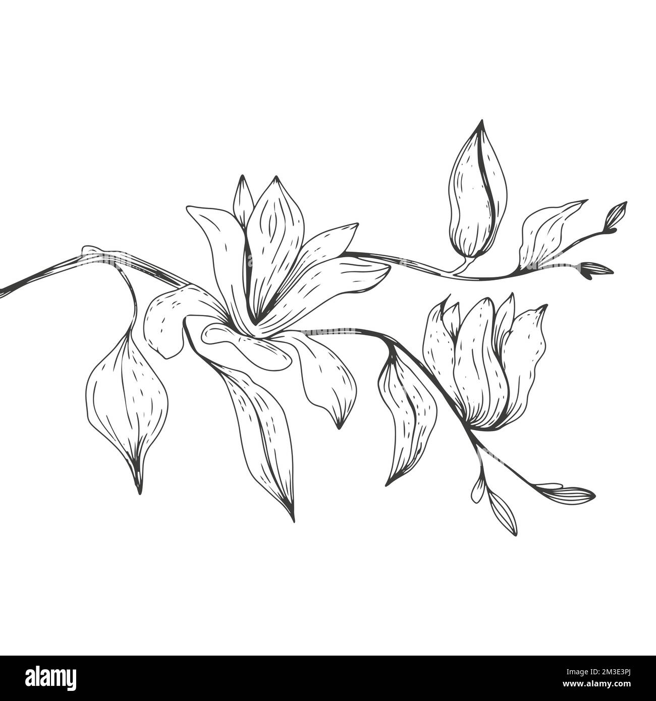 branche avec fleurs de magnolia de style dessiné à la main Illustration de Vecteur