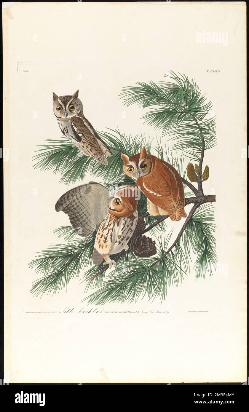 Petit hibou des hurlements : Strix asio, Linn. Adulte, 1. Jeune, 2, 3. PIN de Jersey. Pinus inops. c.1 v.1 plaque 97 , chouettes, pins, hibou de l'est, pin de crub. The Birds of America- tiré des dessins originaux de John James Audubon Banque D'Images