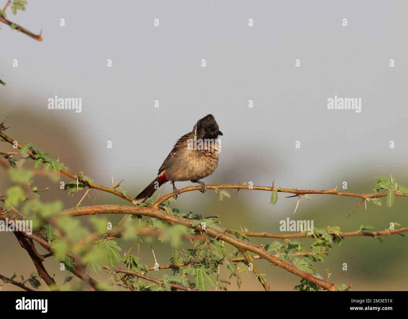 Bulbul ventilé rouge perçant sur la branche. Cafetière Pycnonotus. Banque D'Images