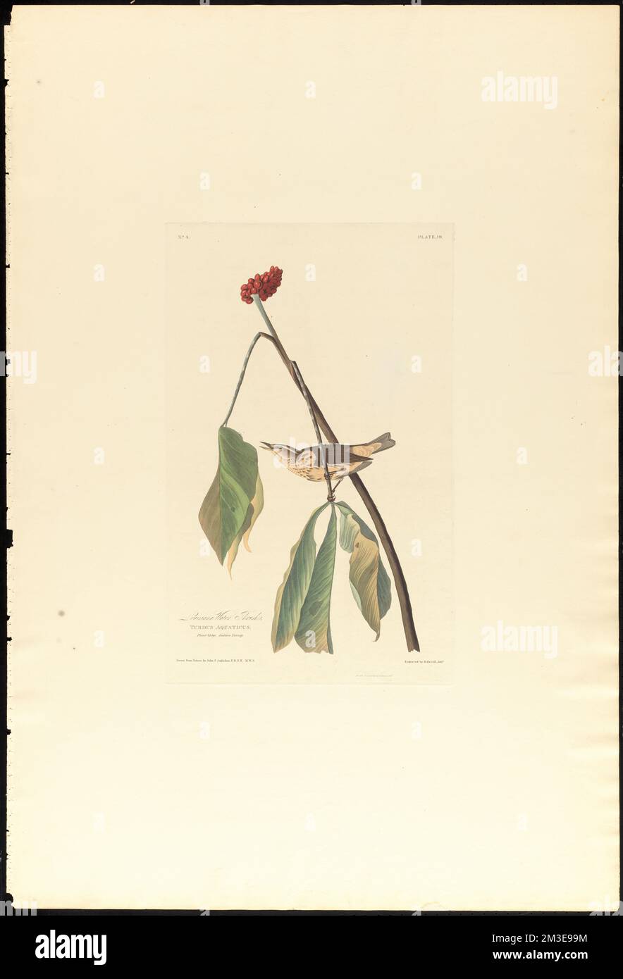 Muguet de Louisiane : Turdus aquaticus. Vulgo végétal. Navet indien. c.2 v.1 plaque 19 , oiseaux, plantes, Louisiana waterthrush, Jack-in-the-pulpit. The Birds of America- tiré des dessins originaux de John James Audubon Banque D'Images