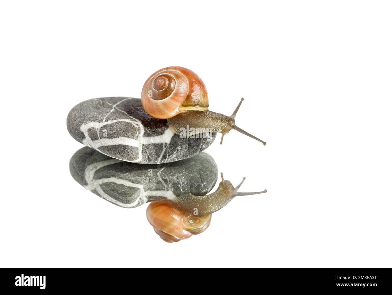 Un escargot glisse sur une pierre avec son image miroir Banque D'Images