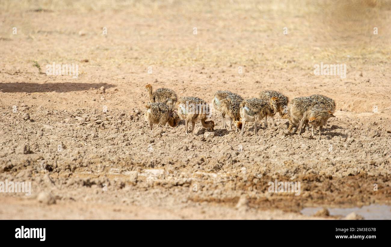 Parc transfrontalier Kgalagadi (Struthio camelus), Afrique du Sud Banque D'Images