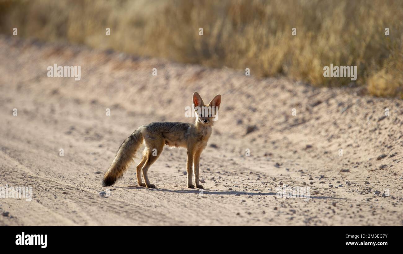 Cape Fox (Vulpes chama) Parc transfrontalier Kgalagadi, Afrique du Sud Banque D'Images