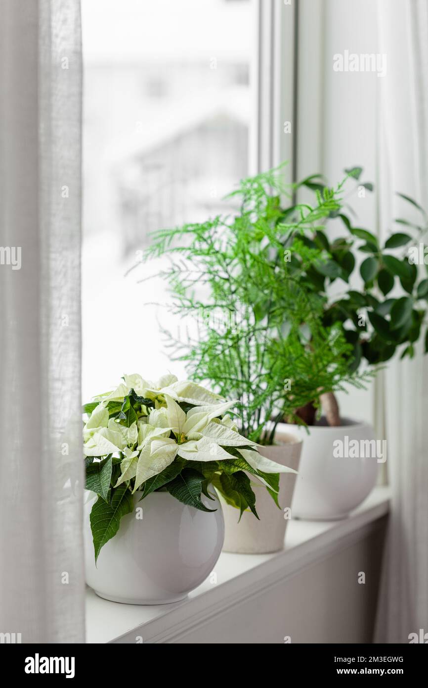 décoration blanche et confortable pour les fenêtres, concept de noël d'hiver, fleur de poinsettia Banque D'Images