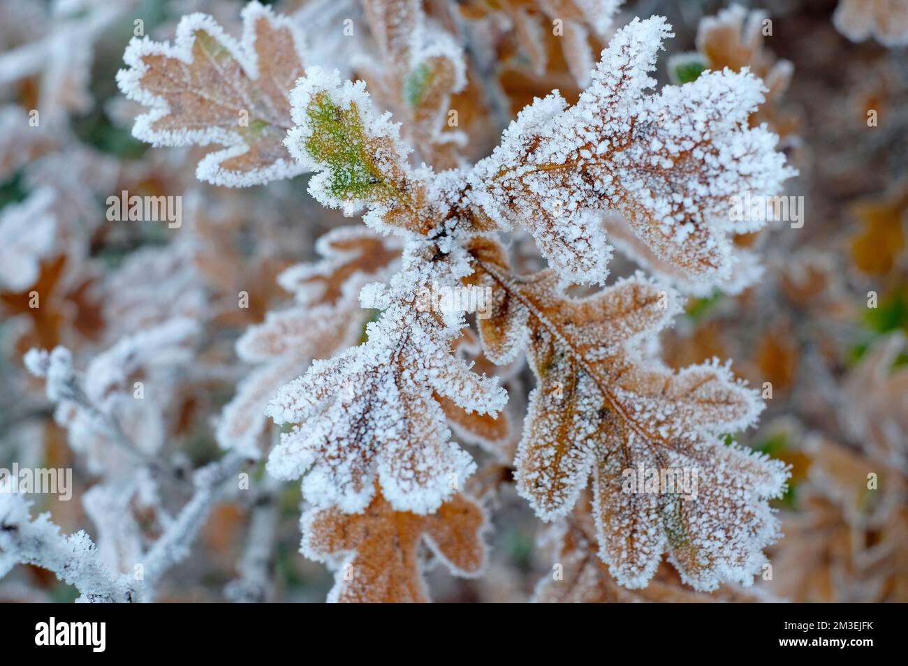 givre sur les feuilles de chêne d'hiver, norfolk, angleterre Banque D'Images