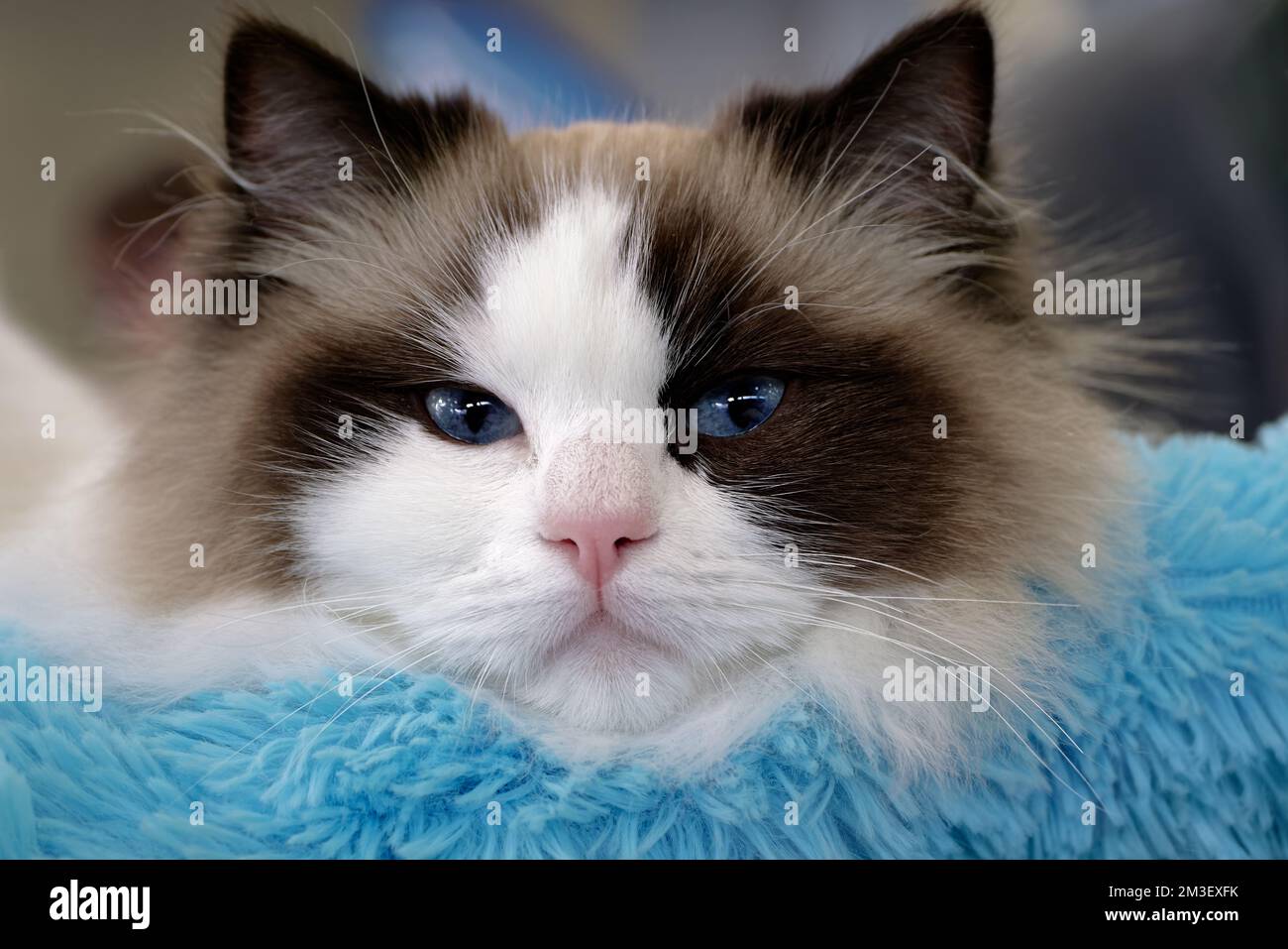 Jeune chat ragdoll décontracté, regardant l'appareil photo Banque D'Images