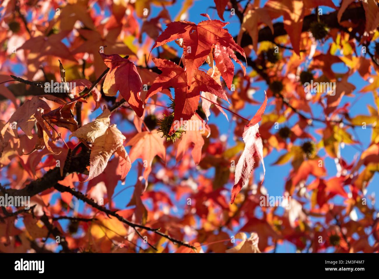 Feuille d'érable rouge à une lame brillante. Avion arbre à feuilles caduques avec feuillage sec tombant, ciel bleu à travers l'automne fond de flore grecque. Banque D'Images