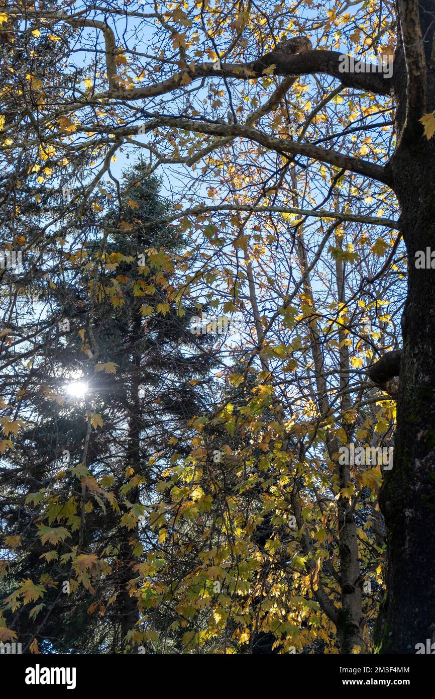 Plan, érable arbre à feuilles caduques en forêt. Vert frais et sec chute de feuille jaune, automne, ciel bleu à travers le fond de la flore grecque. Verticale Banque D'Images