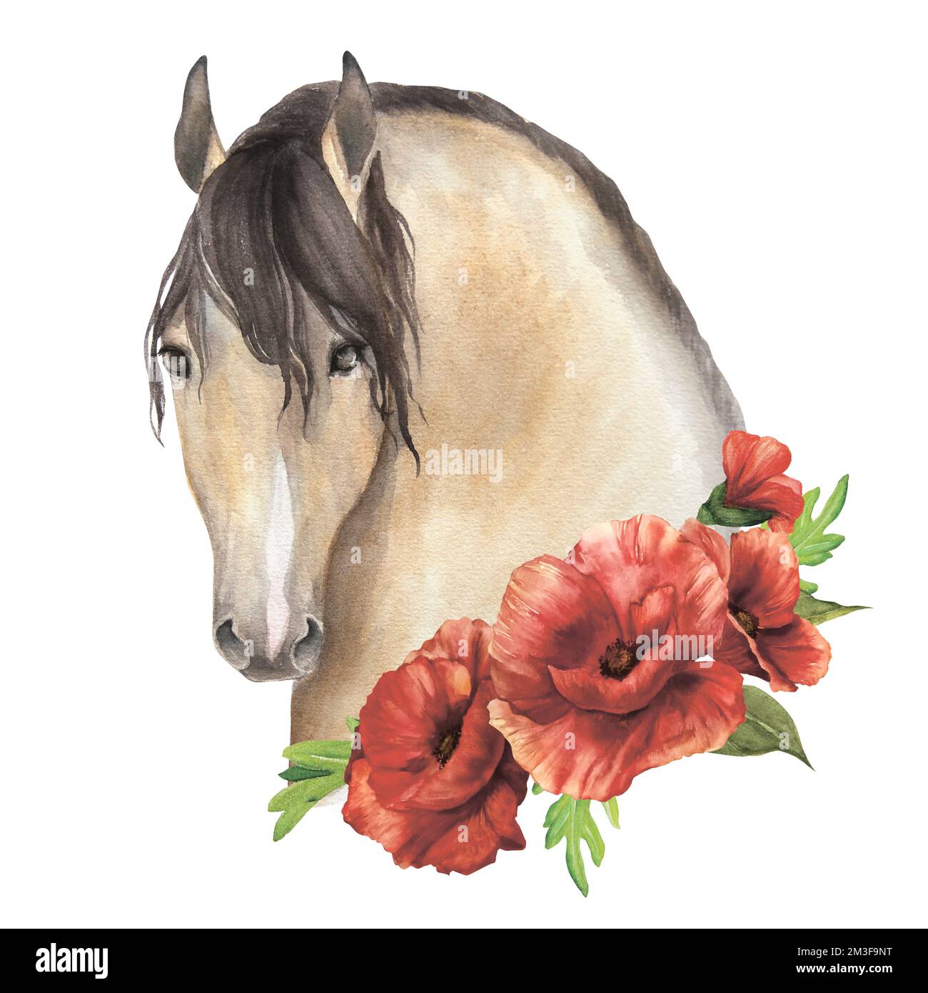 Aquarelle illustration d'un cheval avec des coquelicots délicats isolat Banque D'Images
