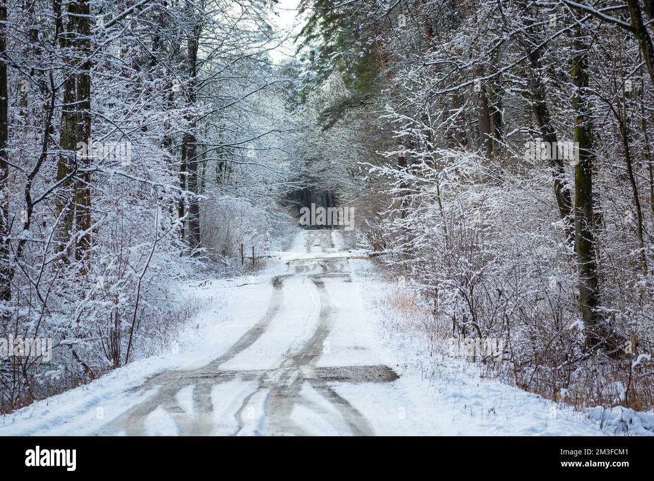 Pistes de voiture sur la route enneigée dans la forêt d'hiver Banque D'Images