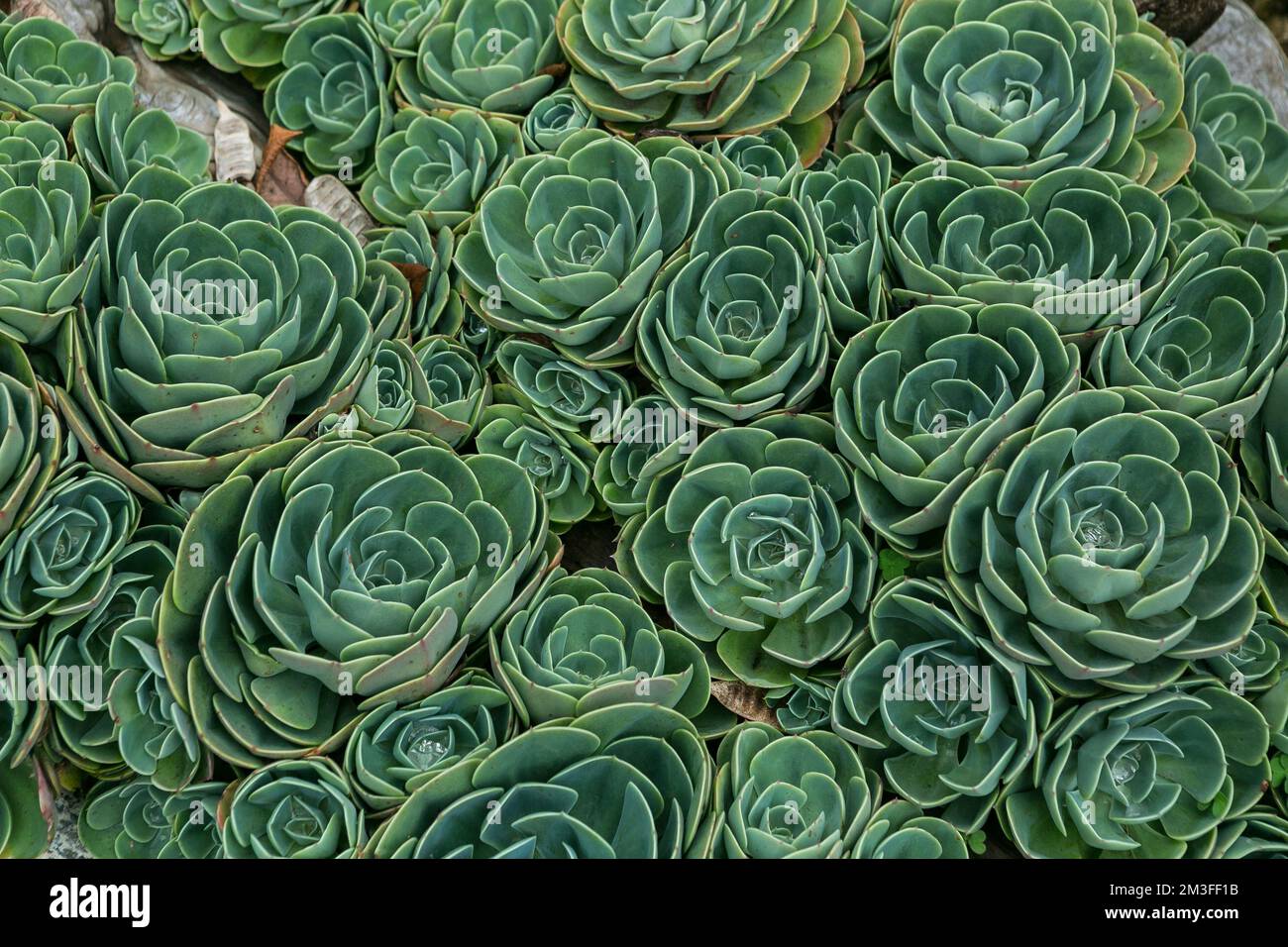 Succulents ou cactus dans le jardin botanique du désert pour la décoration et le design agricole. Banque D'Images