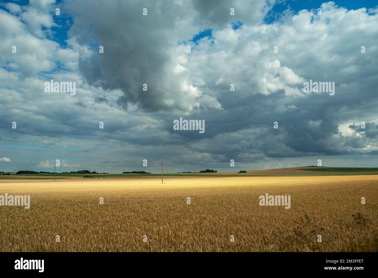 Ciel nuageux sur un grand champ de grain doré Banque D'Images