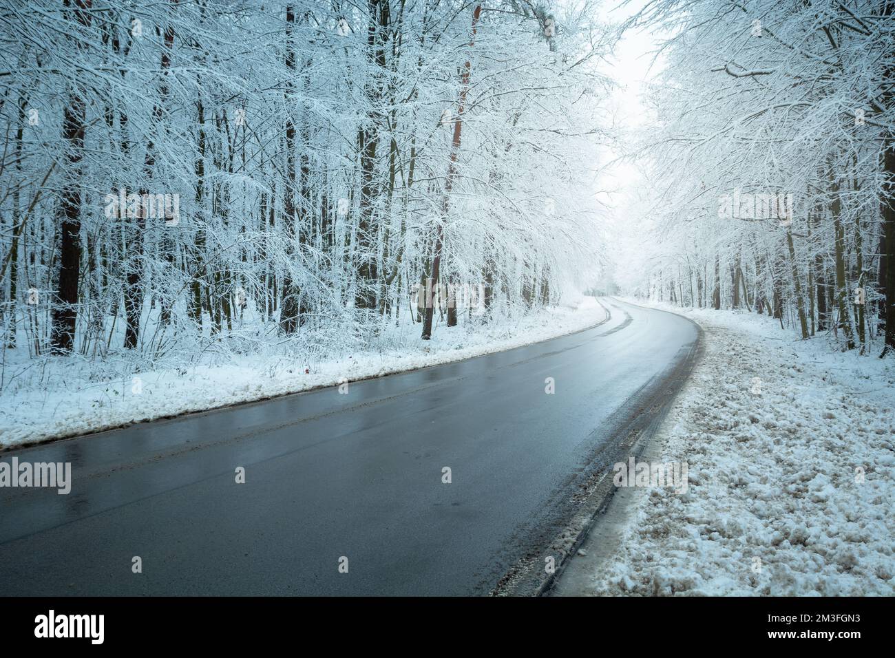 Route asphaltée humide dans la forêt enneigée d'hiver, dans l'est de la Pologne Banque D'Images