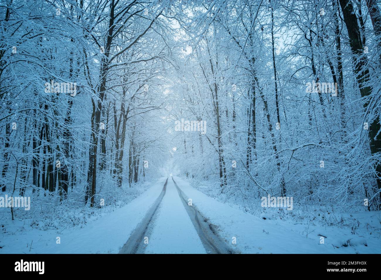 Une route droite enfouie dans une forêt enneigée d'hiver, dans l'est de la Pologne Banque D'Images