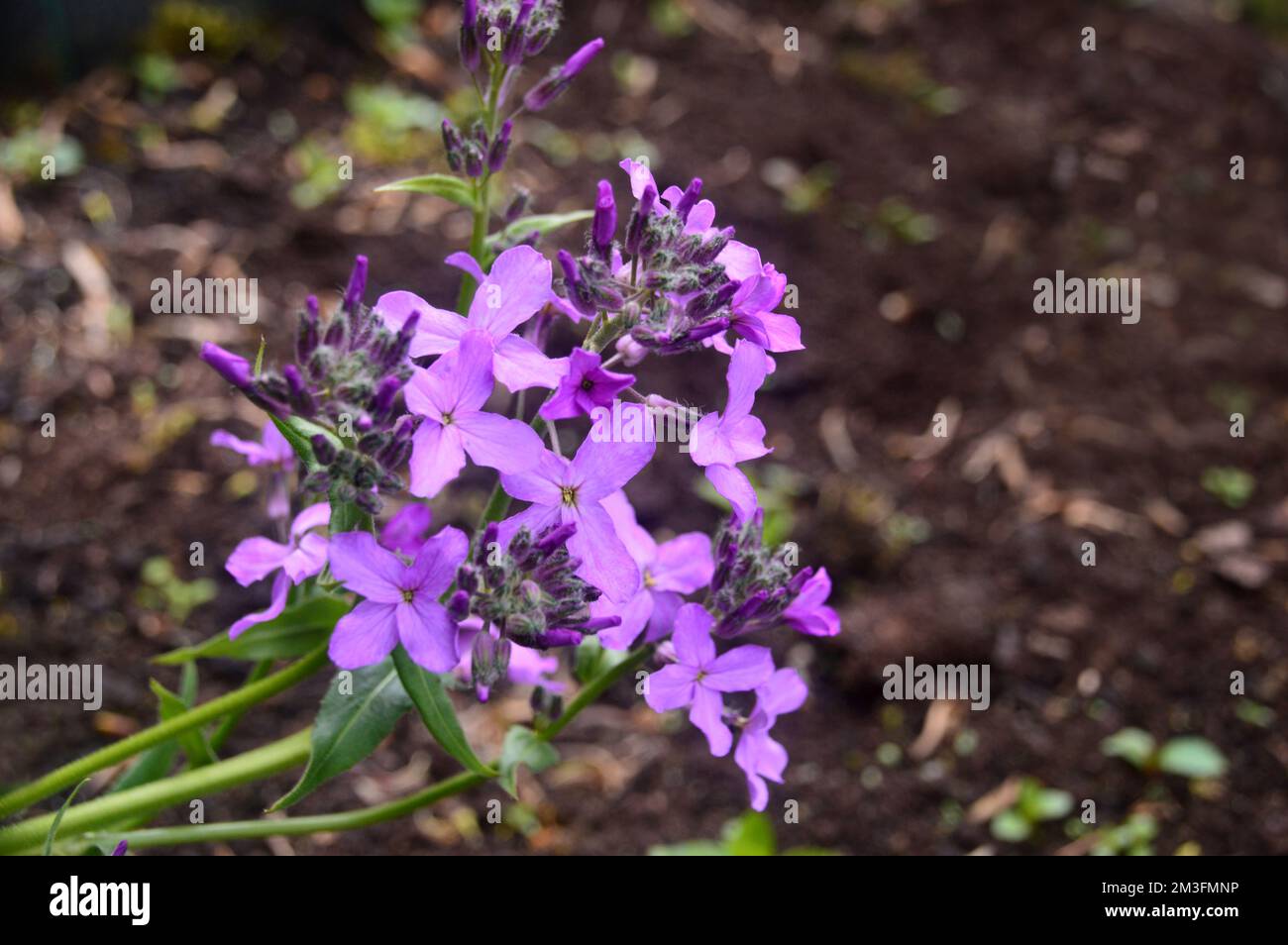 Lilic/Mauve/Purple Hesperis Matronalis (Violet de Dame) fleurs cultivées à la frontière dans un jardin de campagne anglais, Lancashire, Angleterre, Royaume-Uni. Banque D'Images