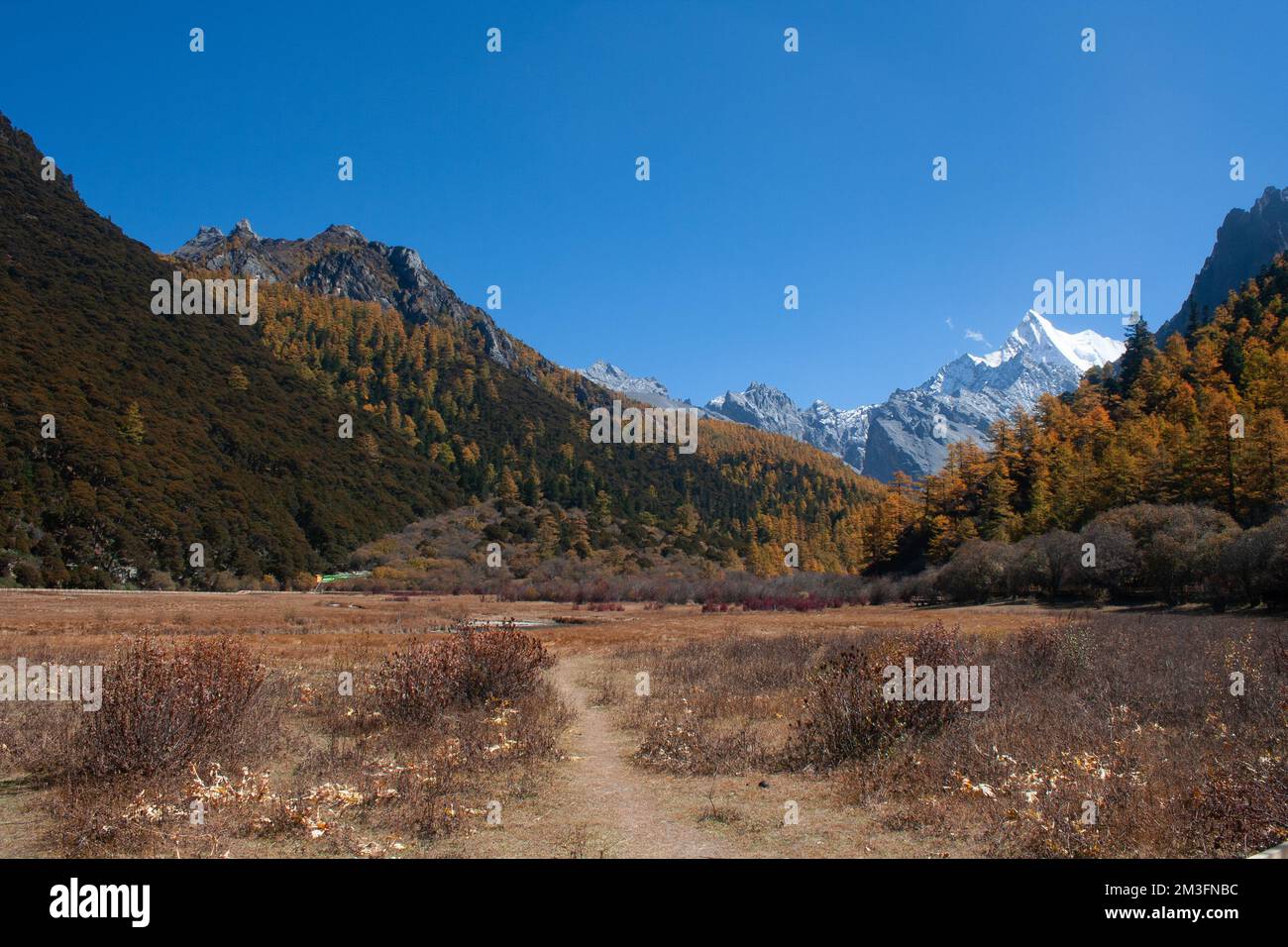 Prairie de Chongqing, Réserve naturelle nationale de Yading, Sichuan, Chine Banque D'Images
