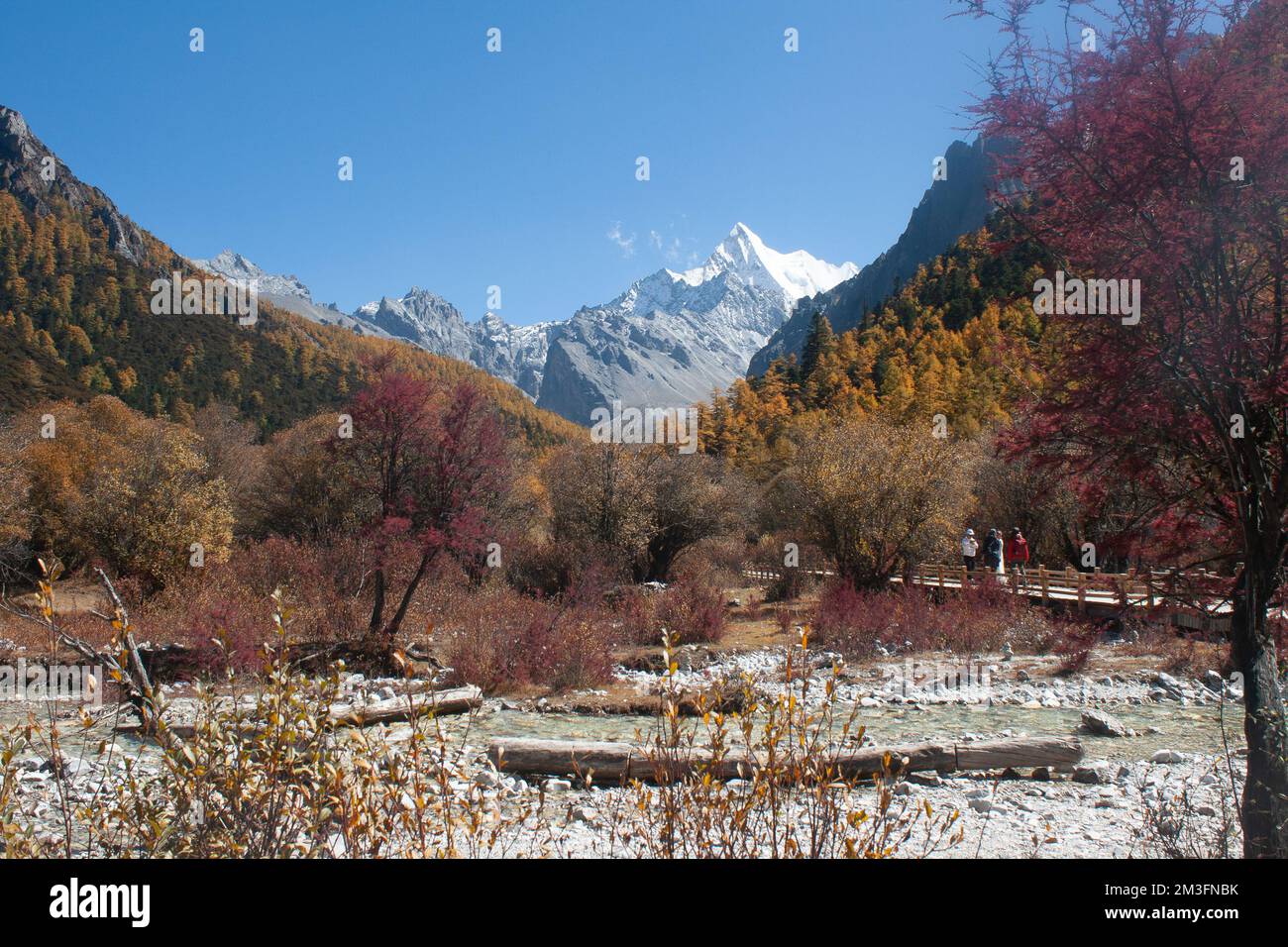 Prairie de Chongqing, Réserve naturelle nationale de Yading, Sichuan, Chine Banque D'Images