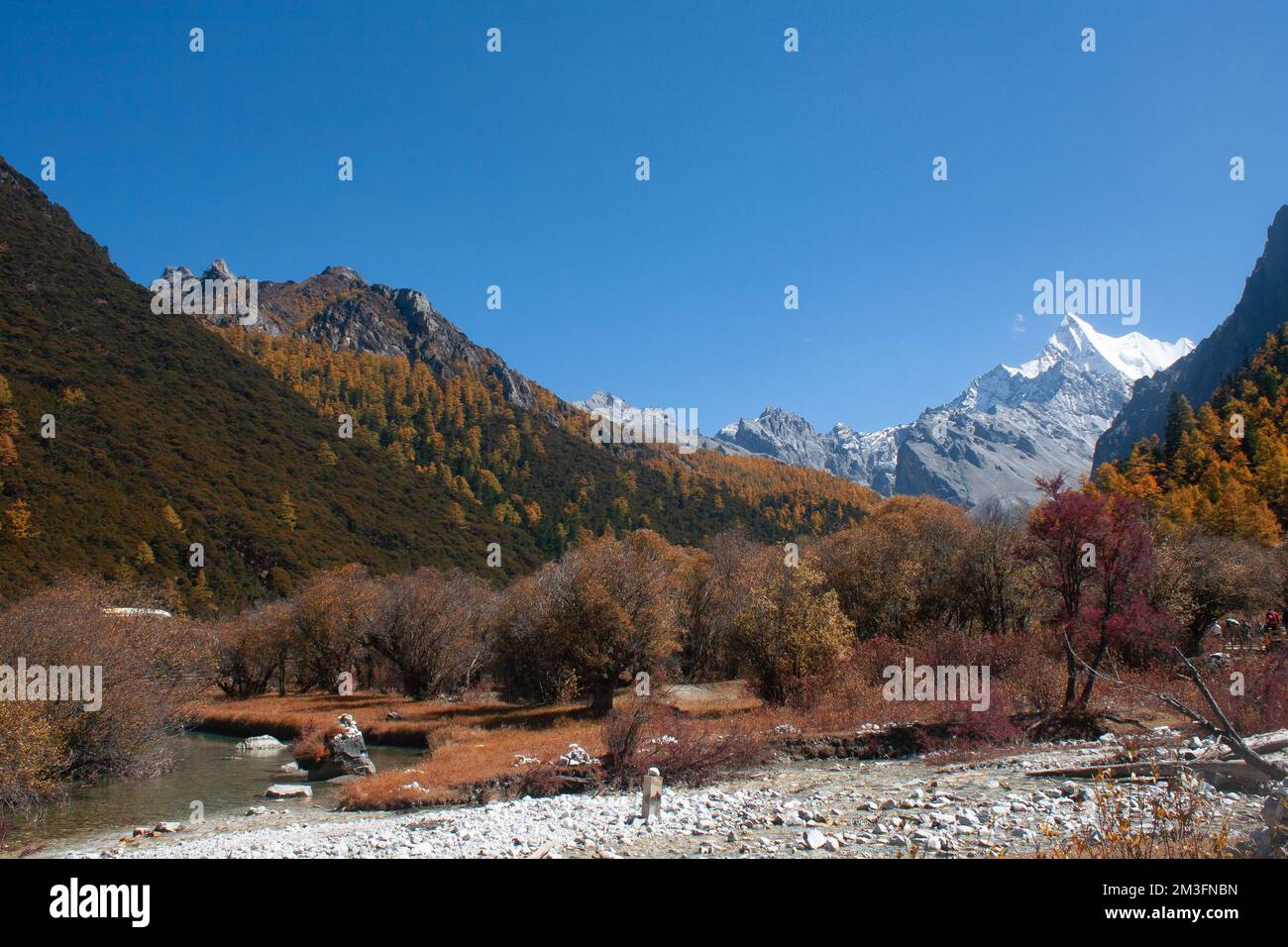 Prairie de Chongqing, Réserve naturelle nationale de Yading, Sichuan, Chine Banque D'Images