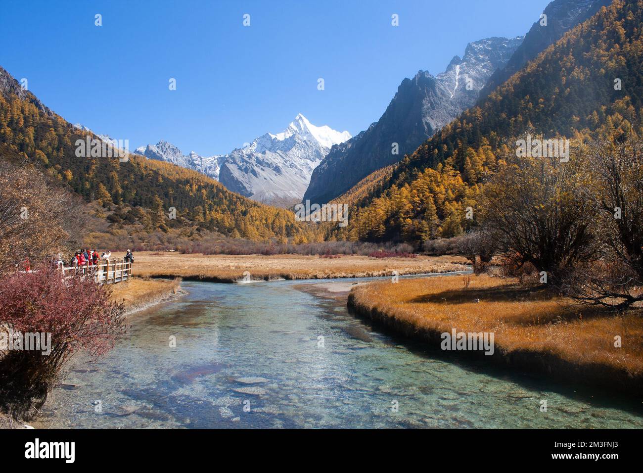 Prairie de Chongqing, Réserve naturelle nationale de Yading, Sichuan, Chine Banque D'Images