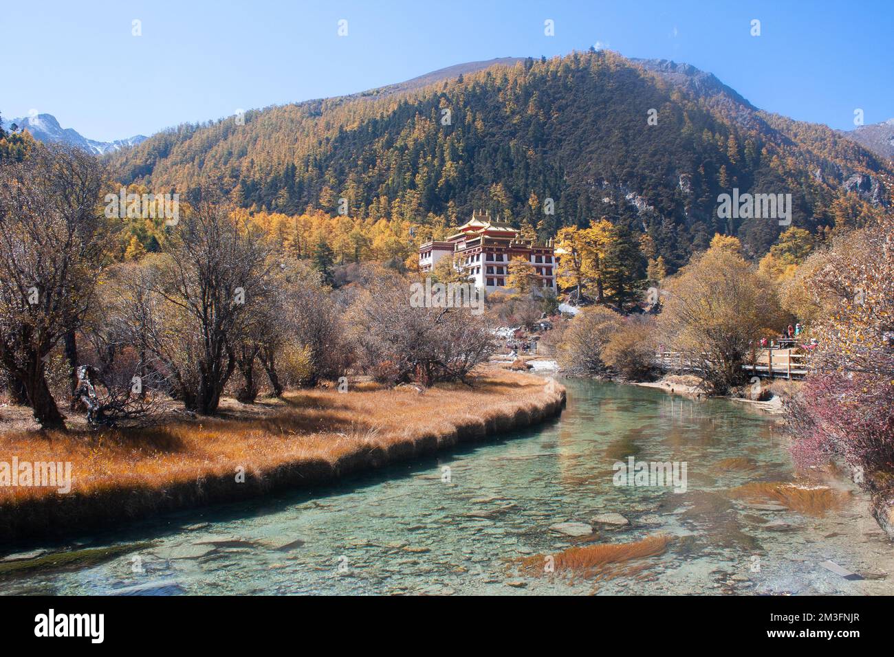 Prairie de Chongqing, Réserve naturelle nationale de Yading, Sichuan, Chine Banque D'Images