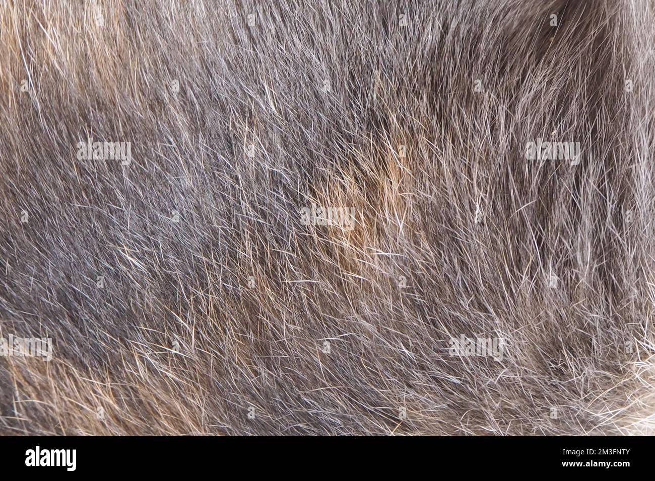 fond avec chat en fourrure Banque D'Images