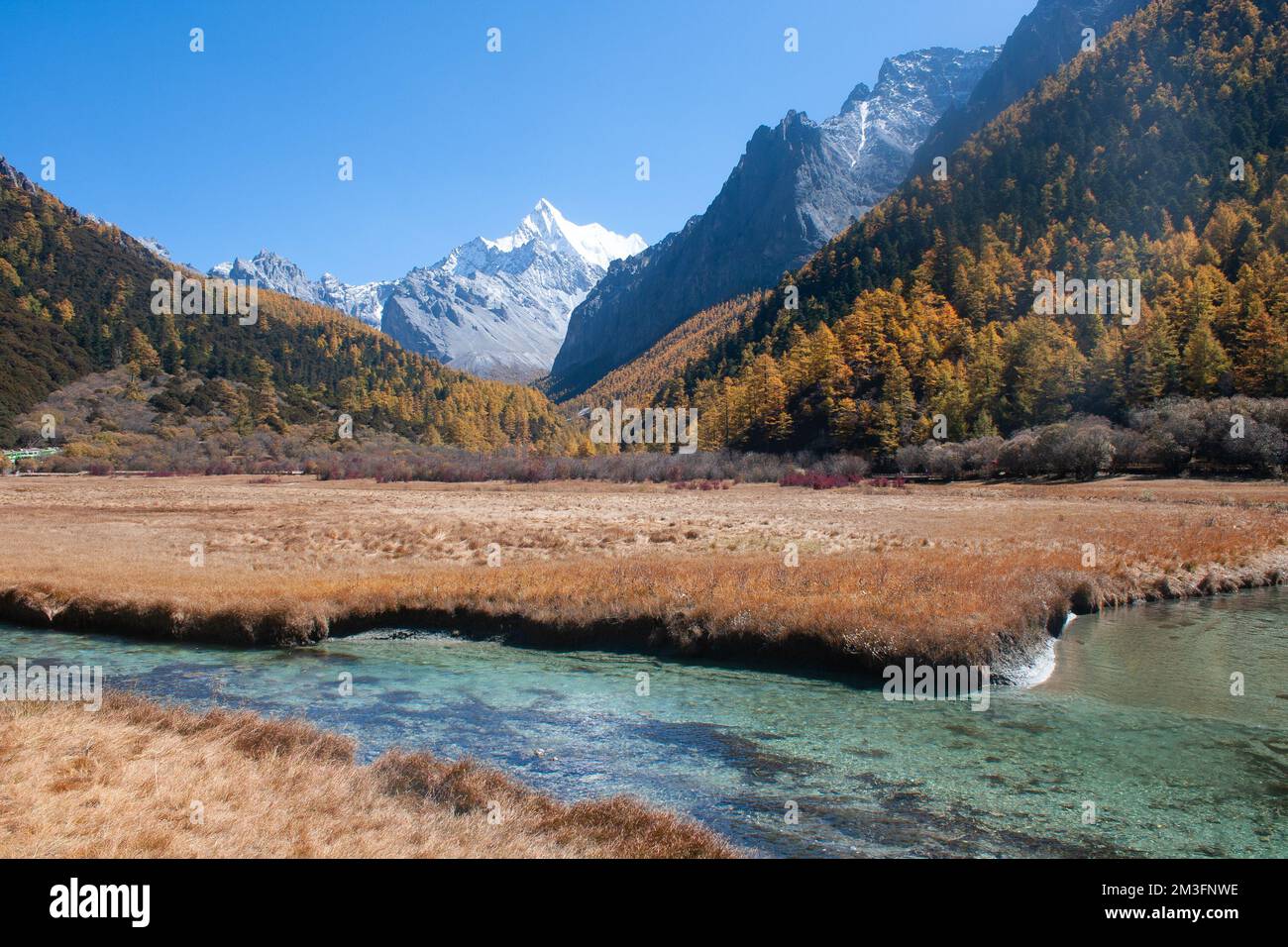 Prairie de Chongqing, Réserve naturelle nationale de Yading, Sichuan, Chine Banque D'Images