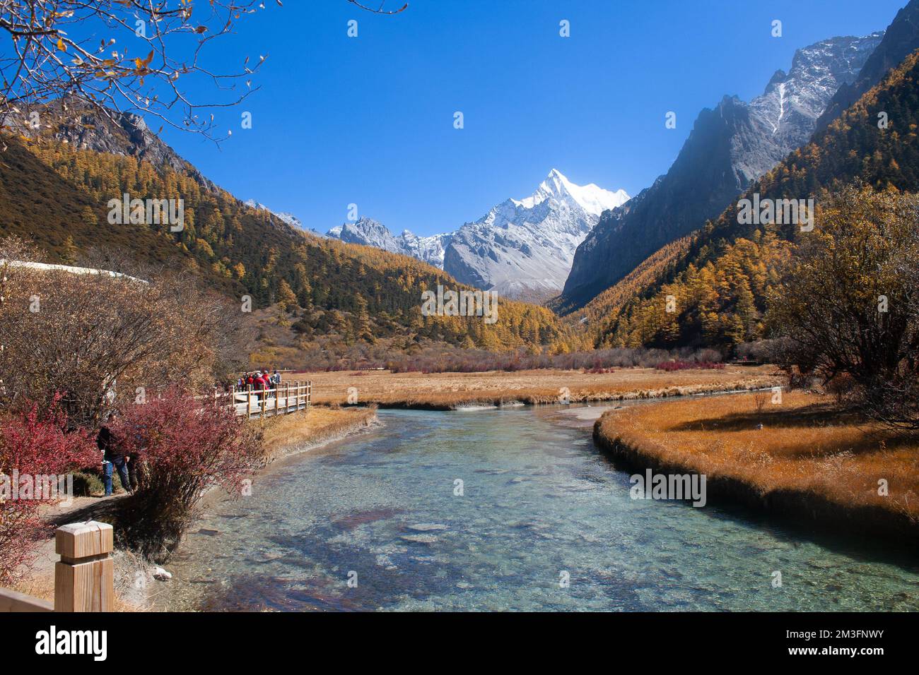 Prairie de Chongqing, Réserve naturelle nationale de Yading, Sichuan, Chine Banque D'Images