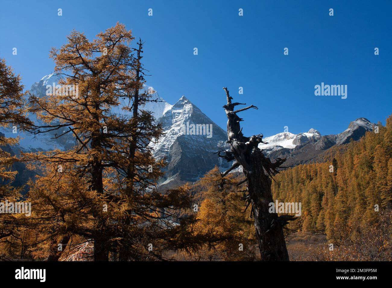 Réserve naturelle de Yading, Daocheng, Sichuan, Chine Banque D'Images