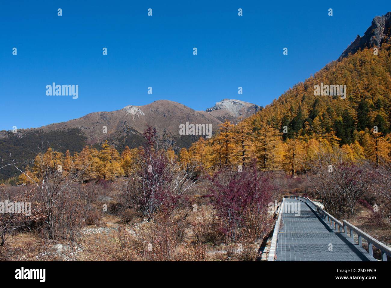 Réserve naturelle de Yading, Daocheng, Sichuan, Chine Banque D'Images