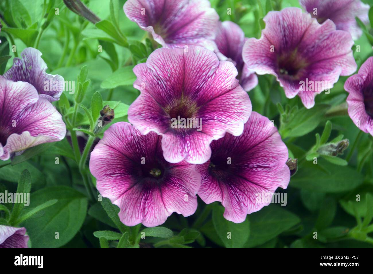 Rose pâle/Rose foncé pétunia Pegasus 'Vein framboise' fleurs cultivées dans une frontière dans un jardin anglais de pays, Lancashire, Angleterre, Royaume-Uni. Banque D'Images