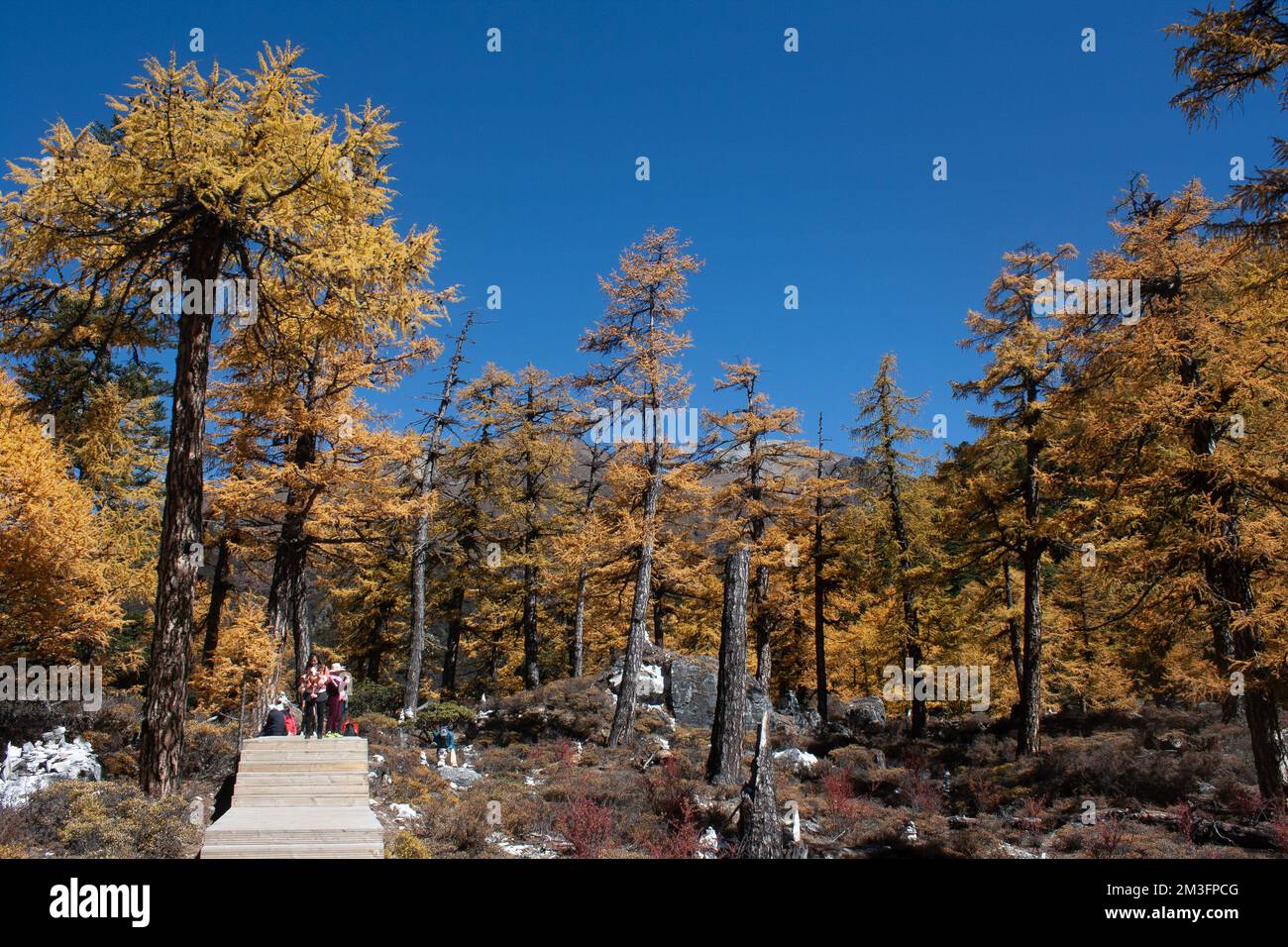 Réserve naturelle de Yading, Daocheng, Sichuan, Chine Banque D'Images