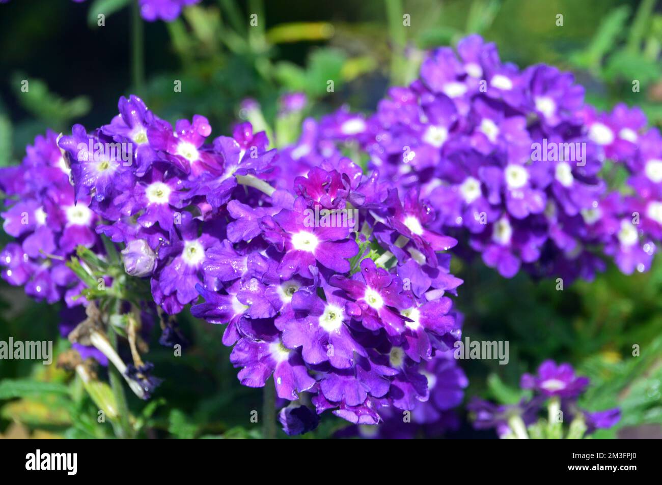 Petites fleurs « Purple Eye » de Verbena Samira, violettes et blanches, cultivées à la frontière dans un jardin de campagne anglais, Lancashire, Angleterre, Royaume-Uni. Banque D'Images