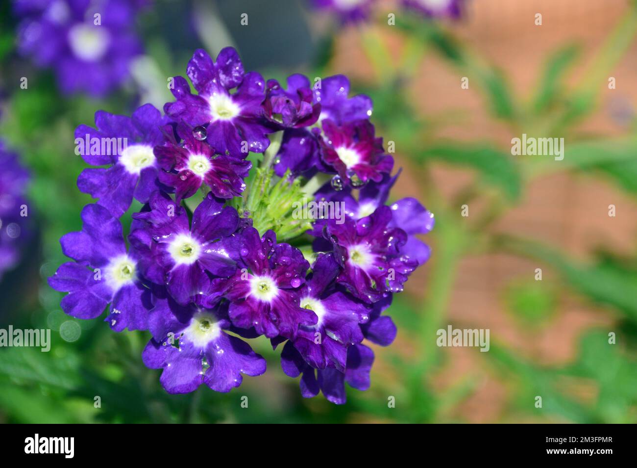 Petites fleurs « Purple Eye » de Verbena Samira, violettes et blanches, cultivées à la frontière dans un jardin de campagne anglais, Lancashire, Angleterre, Royaume-Uni. Banque D'Images