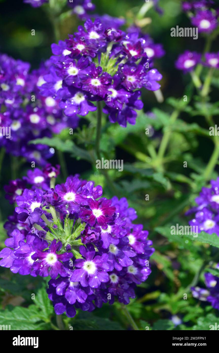 Petites fleurs « Purple Eye » de Verbena Samira, violettes et blanches, cultivées à la frontière dans un jardin de campagne anglais, Lancashire, Angleterre, Royaume-Uni. Banque D'Images