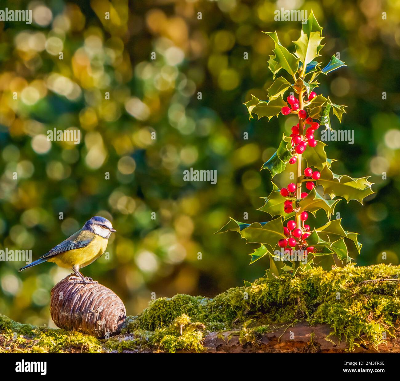 Tit bleu en scène d'hiver Banque D'Images