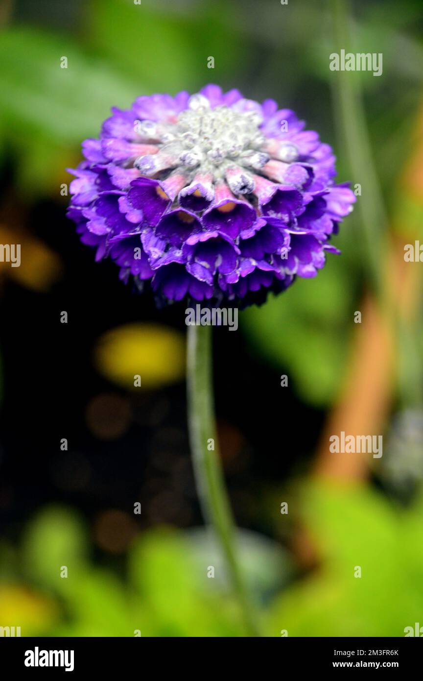 Single Blue/Violet Primula Capitata 'Novera Deep Blue' (Himalayan Primrose) Flower cultivé dans un jardin anglais de pays, Lancashire, Angleterre, Royaume-Uni. Banque D'Images