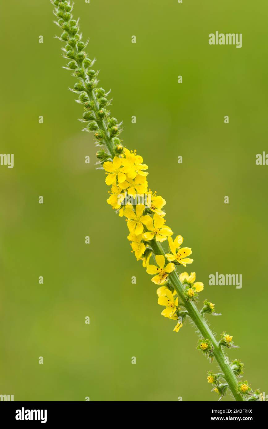 Agrimonie commune (Agrimonia eupatoria) en fleur dans les collines de Polden, Somerset, Angleterre. Banque D'Images