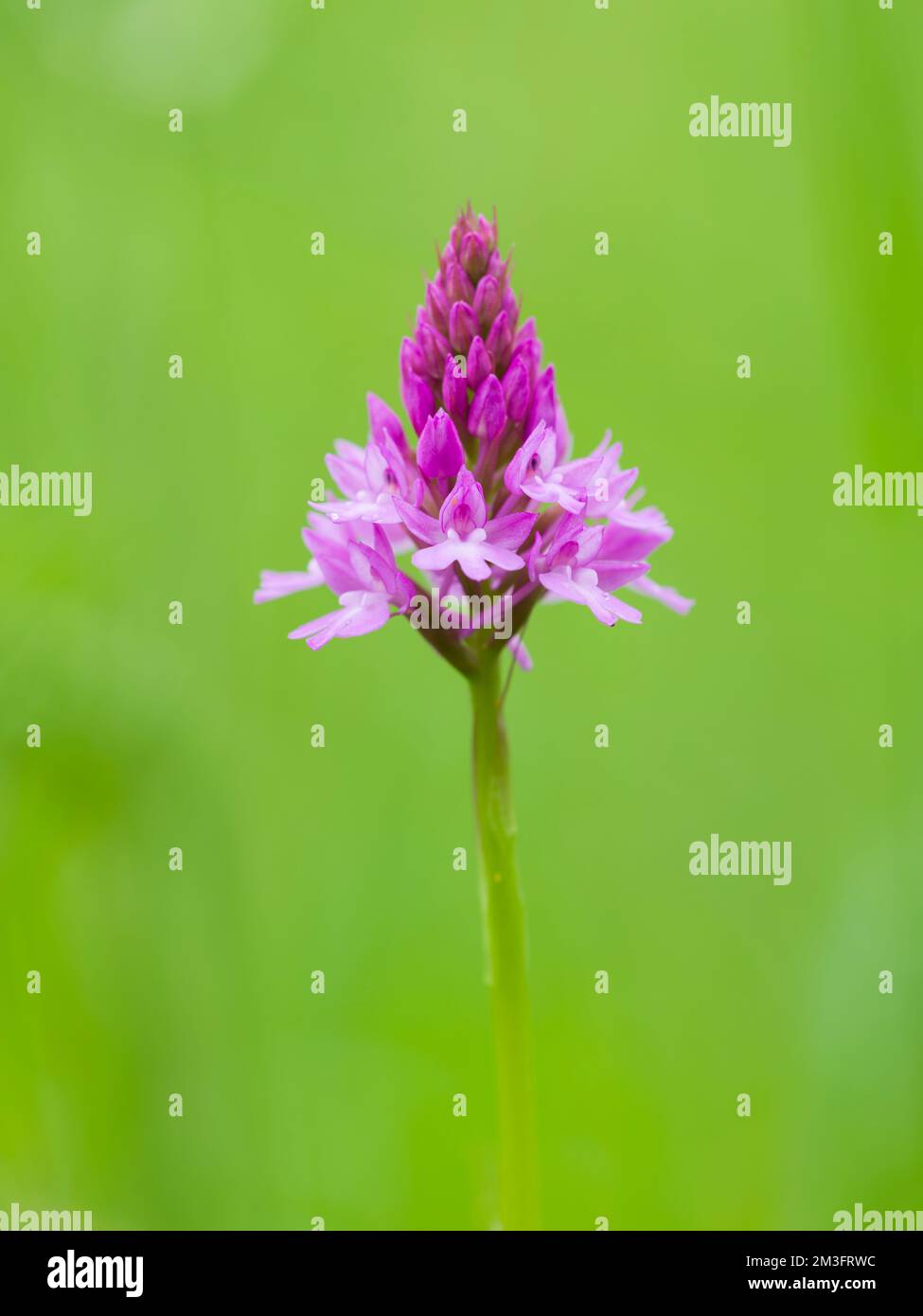 Orchidée pyramidale (Anacamptis pyramidalis) en fleur dans les collines Polden, Somerset, Angleterre. Banque D'Images