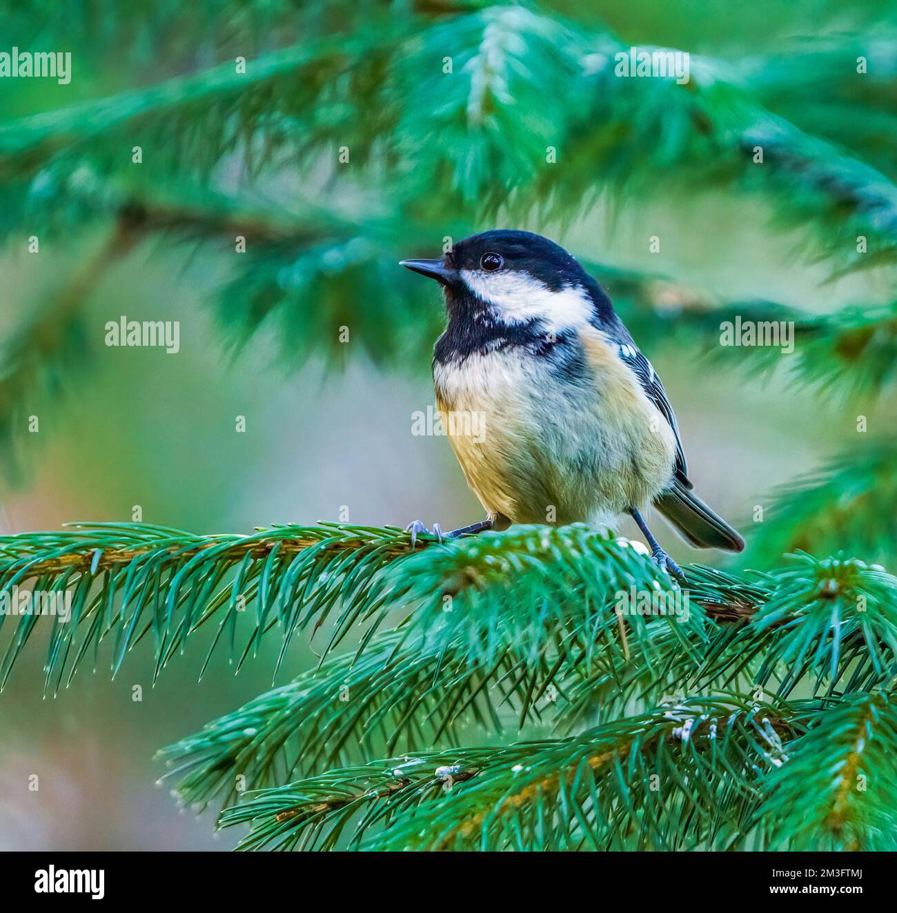 Coast Tit dans les Highlands écossais Banque D'Images
